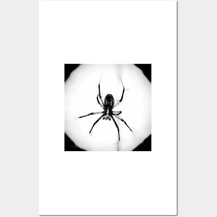 Spyder - Black and White Posters and Art